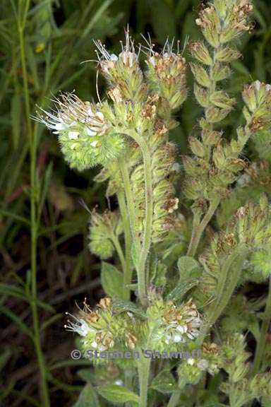 phacelia mutabilis 8 graphic